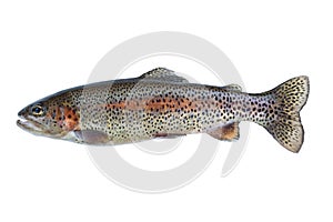 Native Rainbow Trout on White