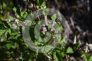 Native raspberry flowers.