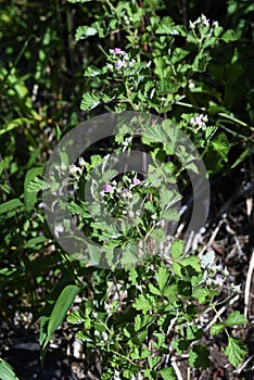 Native raspberry flowers.