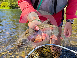 Native Redside Rainbow Trout