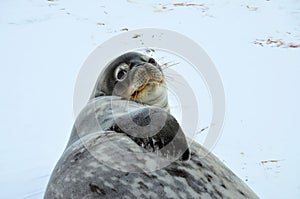 Weddell seal in Atartica photo