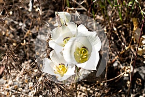 Native Sego Lily Flower Closeup