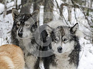 Native Siberian hunting dogs or East Siberian huskies in the snowy forest