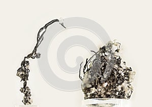 Native Silver on quartz