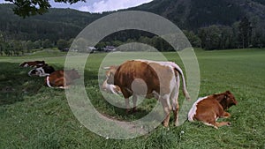 Native Slovenian brown cattle Cika grazing on pasture