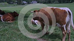 Native Slovenian brown cattle Cika grazing on pasture