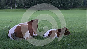 Native Slovenian brown cattle Cika grazing on pasture