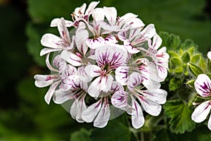 Australian Storksbill