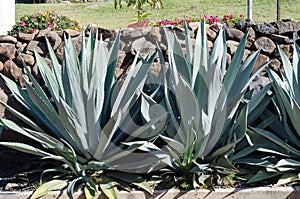 Native succulent in Mexican countryside