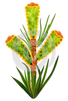 Native symbol  of  green ear of wheat   made from flowers isolated