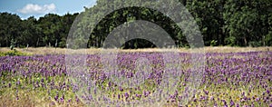 Field of Horsemint photo