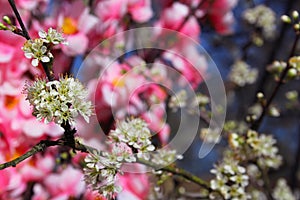 Native Texas Plum Tree with blossoms With Cherry Blossoms in Background