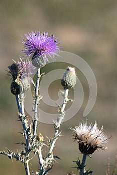 Native Thistle blooms and attracts insects in summer