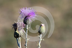 Native Thistle blooms and attracts insects in summer