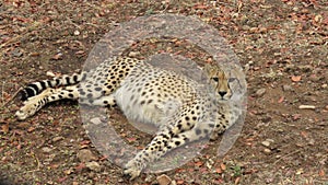 Indolent cheetah, Ann van Dyk Cheetah Centre, North West, South Africa photo