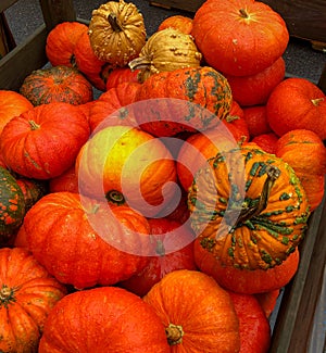 Rouge Vif dâEtampes is a Highly Ornamental Variety, Heavily Ribbed Pumpkins with Bright Orange-Red Skin photo