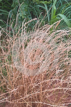 Big bluestem grass photo