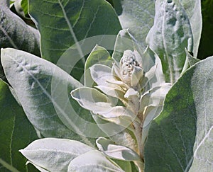 Native to Turkey, silver mullein starts