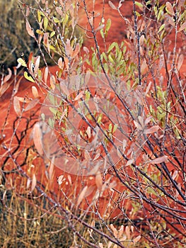 Native Tree and Bright Red Soil, Uluru, Australia photo