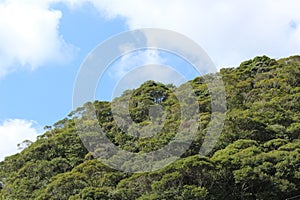 Native trees covered a hill in Amami Oshima photo