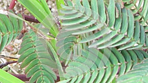 native tropical green plant growing under direct sunlight