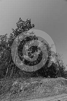 Native unspoiled landscape showing native trees surviving in agricultural dominated landscape environmental issues