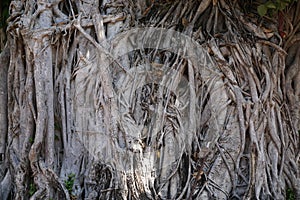 Native unspoiled landscape showing native trees surviving in agricultural dominated landscape environmental issues