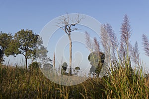 Native unspoiled landscape showing native trees surviving in agricultural dominated landscape environmental issues