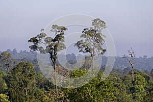 Native unspoiled landscape showing native trees surviving in agricultural dominated landscape environmental issues