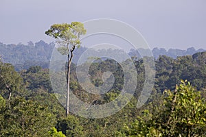 Native unspoiled landscape showing native trees surviving in agricultural dominated landscape environmental issues