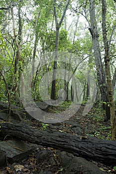 Native unspoiled landscape showing native trees surviving in agricultural dominated landscape environmental issues