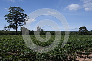 Native unspoiled landscape showing native trees surviving in agricultural dominated landscape environmental issues