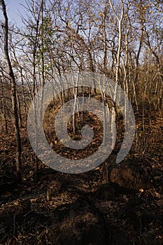 Native unspoiled landscape showing native trees surviving in agricultural dominated landscape environmental issues