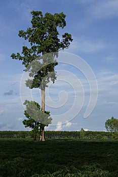 Native unspoiled landscape showing native trees surviving in agricultural dominated landscape environmental issues