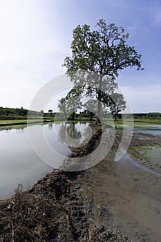 Native unspoiled landscape showing native trees surviving in agricultural dominated landscape environmental issues