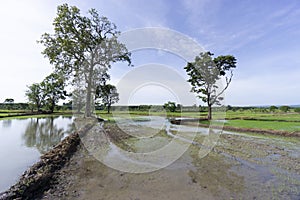 Native unspoiled landscape showing native trees surviving in agricultural dominated landscape environmental issues