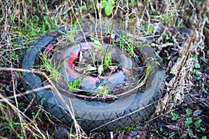 Native vegetation grows through an old rubber car tire