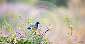 Native very colorfull bird in the landscape of Kenya