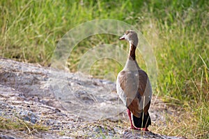 Native very colorfull bird in the landscape of Kenya