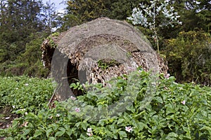 Native village rain shelter in potato field, Virunga, Rwanda