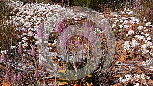 Native wild flowers of the Australian outback abloom - Mulla mulla in front of white everlasting daisies