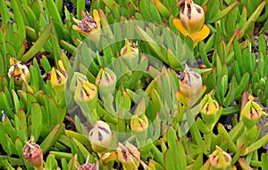 A native wild plant seen in the Burlingame Shore Bird Sanctuary.