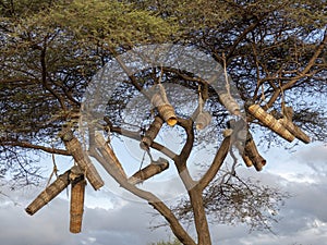 Natives make beehives and hang them on trees, Ethiopia