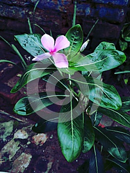 Natrual lilly plant photo