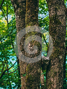 Natrual stone stuck between two trees with mountain lake behind