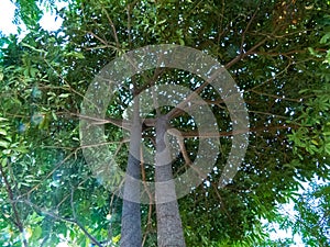 Natrual Umbrella of a Tree photo