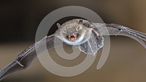 Natterers bat in flight