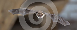 Natterers bat in flight on attic