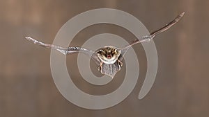 Natterers bat flying frontal view