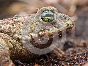 Natterjack portrait